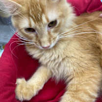 Thumbnail photo of Mello Vee #1