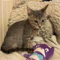 Thumbnail photo of Adria #2