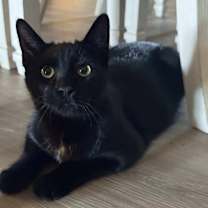 Thumbnail photo of Sullivan #3