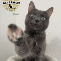 Thumbnail photo of Gracie #1