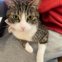 Thumbnail photo of Jazz Thieves #2