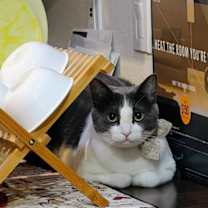 Thumbnail photo of Jr. Painkiller #1