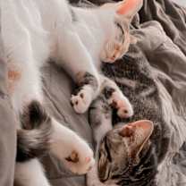 Thumbnail photo of Kimora and Kalla #3