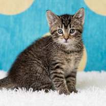 Thumbnail photo of Belladonna #1