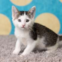 Thumbnail photo of Malone #2