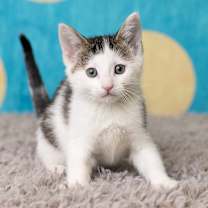 Thumbnail photo of Malone #3