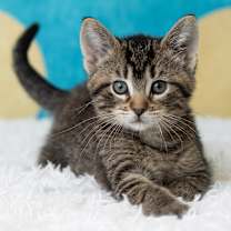 Thumbnail photo of Belladonna #3