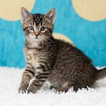 Thumbnail photo of Belladonna #4