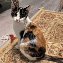 Thumbnail photo of Boudica #4