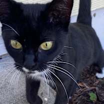 Thumbnail photo of Beetlejuice Beetlejuice #1