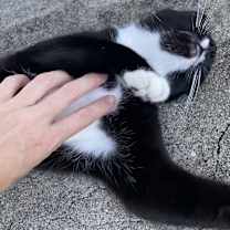 Thumbnail photo of Beetlejuice Beetlejuice #4