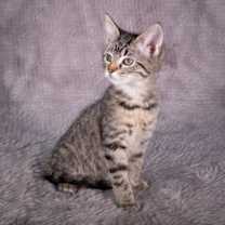 Thumbnail photo of Skywalker - Andrea foster #1