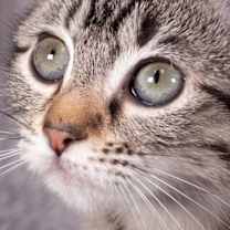 Thumbnail photo of Skywalker - Andrea foster #2