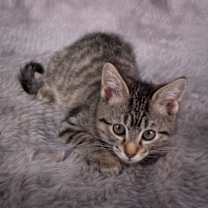 Thumbnail photo of Skywalker - Andrea foster #4