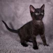 Thumbnail photo of Gift Basket - Andrea foster #1