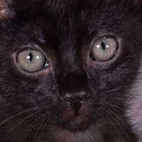 Thumbnail photo of Gift Basket - Andrea foster #2