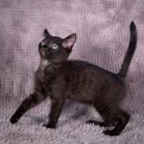 Thumbnail photo of Gift Basket - Andrea foster #3