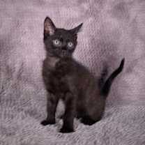 Thumbnail photo of Gift Basket - Andrea foster #4