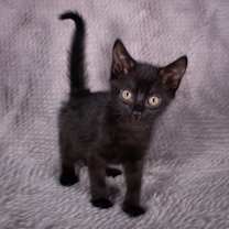 Thumbnail photo of Hand Basket - Andrea foster #1