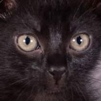 Thumbnail photo of Hand Basket - Andrea foster #2