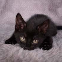 Thumbnail photo of Hand Basket - Andrea foster #3