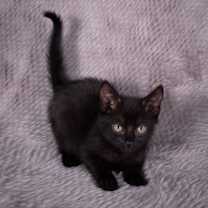 Thumbnail photo of Hand Basket - Andrea foster #4