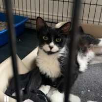 Thumbnail photo of Duchess 14956BZ 985113010257811MC #2