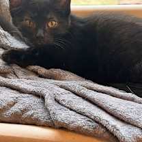 Thumbnail photo of Sage 14950BZ 985113010260342MC #3