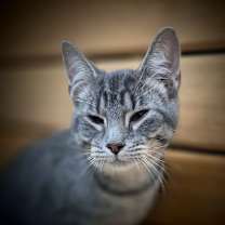 Thumbnail photo of Kindle #3