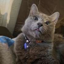 Thumbnail photo of Chloe #3