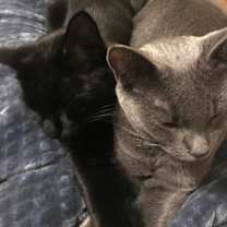 Thumbnail photo of Ebony f/k/a Jax #4