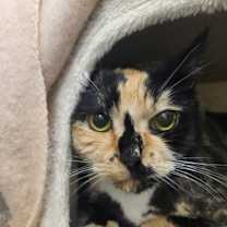 Thumbnail photo of Pomegranate Seed #1