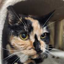 Thumbnail photo of Pomegranate Seed #2