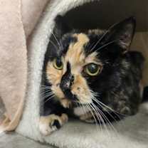 Thumbnail photo of Pomegranate Seed #3