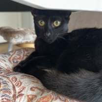 Thumbnail photo of Cupcake #3