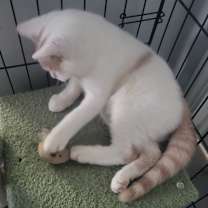 Thumbnail photo of Emperor #2