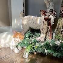 Thumbnail photo of Aubry #4