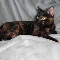 Thumbnail photo of Goldie #2