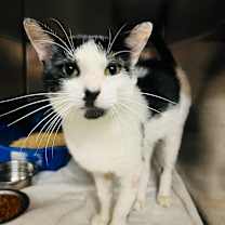 Thumbnail photo of Fig #2