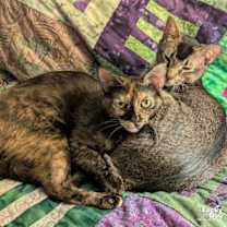 Thumbnail photo of Manny #3