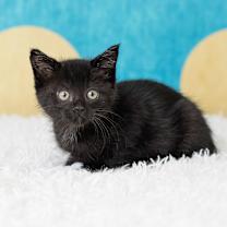 Thumbnail photo of Hershey Boy #4