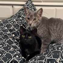 Thumbnail photo of Rex & Ren #1