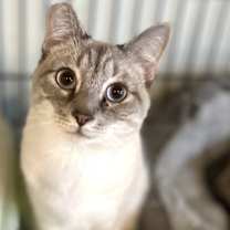 Thumbnail photo of Celeste #3