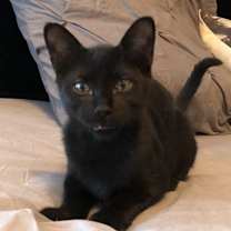 Thumbnail photo of Luke #1