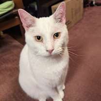 Thumbnail photo of Rutherford #4