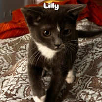 Thumbnail photo of Lilly #2