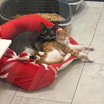 Thumbnail photo of Bamboozle #4