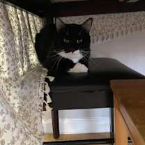 Thumbnail photo of Serge #4