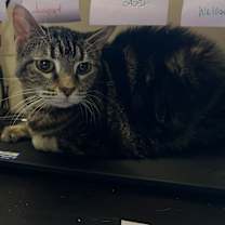 Thumbnail photo of Sabrina #4