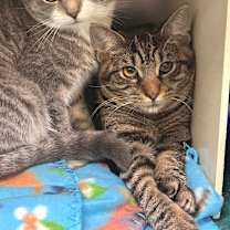 Thumbnail photo of Sheetz #3